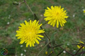 sonchus_tenerrimus (4)4.jpg